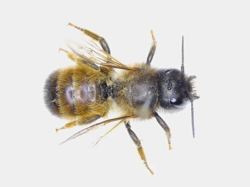 Réf. 342 329 : Osmia bicornis